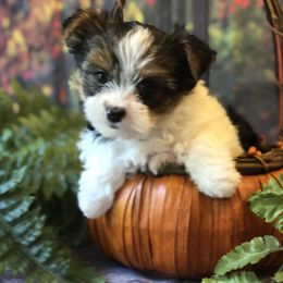Biewer Terrier and Yorkshire Terrier Puppies from Wisteria Yorkies