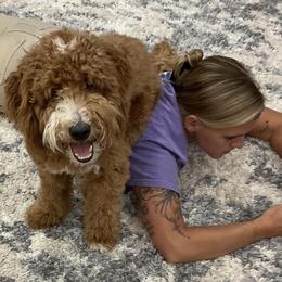 Goldendoodle and Golden Mountain Doodle All Grown Up from Howard Hills Doodles