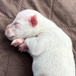 AKC -Polar - Orange - White female Miniature Schnauzer puppy in Wheeler, Wisconsin from Sue’s Miniature Schnauzers