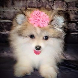 Pomeranian and Pomsky Puppies from Pom Pom Pomskies-TN