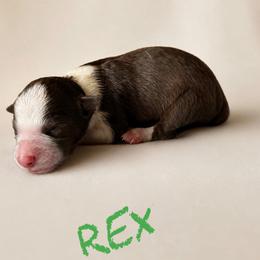 Rex - Red male Border Collie puppy in Sanger, California from Flying M Cactus Ranch Buddies