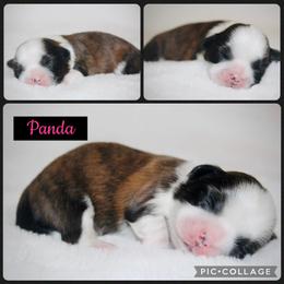 Panda - Brindle and white female Shih Tzu puppy in Pennsylvania from Manor Hills Shih Tzus