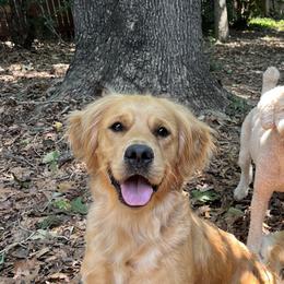Goldendoodles from Freshly Minted Goldendoodles