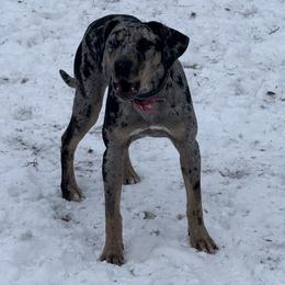 Cass - Catahoula Leopard Dog