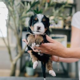 Kimmy - Tri-color female Bernedoodle puppy in Murray, Utah from Sun Valley Doodles