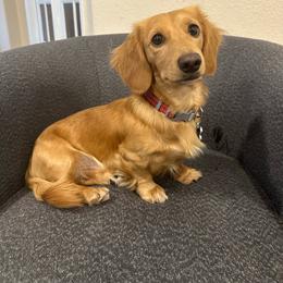 Charlie - Dachshund