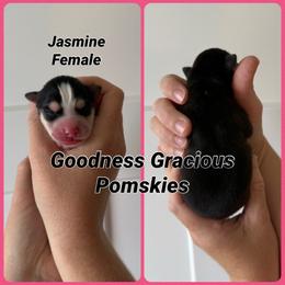 Jasmine - Black and white female Pomsky puppy in Lyons, Nebraska from Goodness Gracious Pomskies