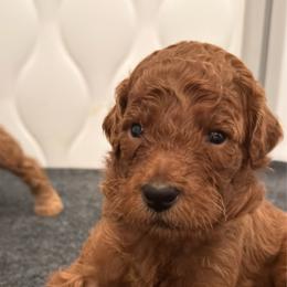 Green - Red  male Poodle puppy in Keedysville, Maryland from Sunshine Red Standard Poodles