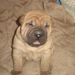 Chinese Shar-Pei Puppies from Camp Wrinkles Chinese Shar-Pei
