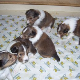 Shetland Sheepdog Puppies from Wyndeway Shetland Sheepdogs