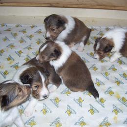 Shetland Sheepdog Puppies from Wyndeway Shetland Sheepdogs