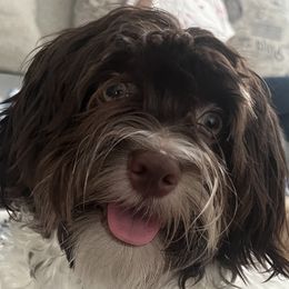 Huggie - Havanese