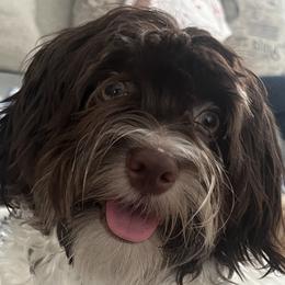 Huggie - Havanese