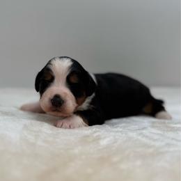 Maui - Tri-color male Bernedoodle puppy in Clermont, Florida from Shadow Bernedoodles & Dog Training