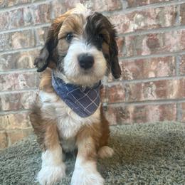 Haze - Brown merle male Aussiedoodle puppy in Eastland, Texas from H5 Mini Doodles
