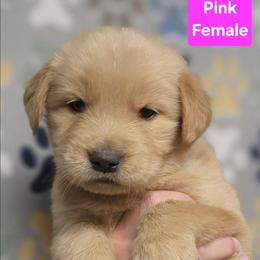 Tutti Pink Girl - Golden female Golden Retriever puppy in Wauseon, Ohio from Golden Sunrise Retrievers