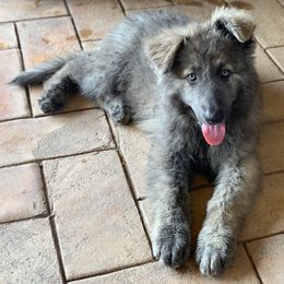 German Shepherd Puppies from Scenic Creek German Shepherds