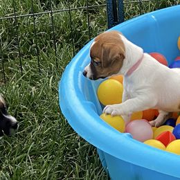 Pink - Brown and white female Jack Russell Terrier puppy in Berthoud, Colorado from Shelby Burleson's Golden Retrievers and Jack Russell Terriers