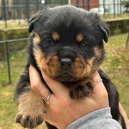 Pink collar - Black and mahogany female Rottweiler puppy in Birmingham, Alabama from K&B Rotts