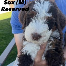 Bernedoodle Puppies from Coconutbernedoodles