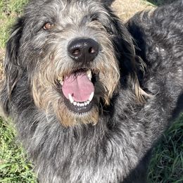 Charlie - Labradoodle