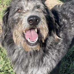 Charlie - Labradoodle