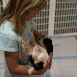 Cavalier King Charles Spaniel Puppies from Chestnut Ridge Cavaliers