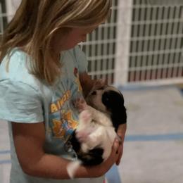 Cavalier King Charles Spaniel Puppies from Chestnut Ridge Cavaliers