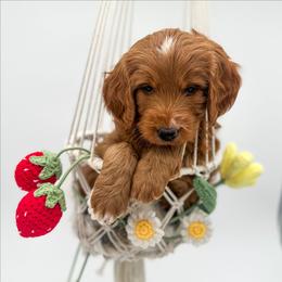 Rain - Red  male Goldendoodle puppy in Wooster, Ohio from Cynology Doodles