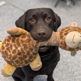 Miso - Labrador Retriever