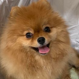 Gracie - Pomeranian