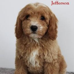 JEFFERSON - male Cavapoochon puppy in Fredericksburg, Ohio from Timshell Farm Specialty Crossbreed Puppies