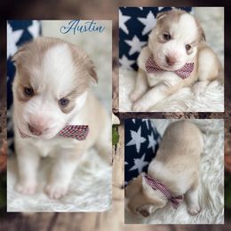 Siberian Husky Puppies from Freedom Run Acres