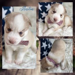 Siberian Husky Puppies from Freedom Run Acres