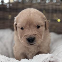 Dark Green Boy - Golden male Golden Retriever puppy in Silver Lake, Indiana from Seven Hills Goldens
