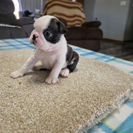Willow - Black brindle and white female Boston Terrier puppy in Billings, Missouri from Azaleas Euro Boxers & Boston Terriers