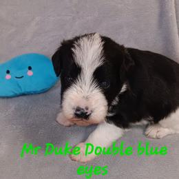 Mr Duke - Parti male Miniature Schnauzer puppy in Shoshone, Idaho from Debra Kruse's Miniature Schnauzers