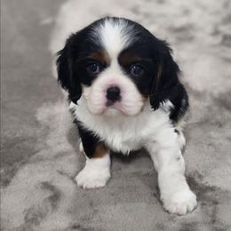 Ocean - Tri-color male Cavalier King Charles Spaniel puppy in Binger, Oklahoma from King of the Hill Cavaliers