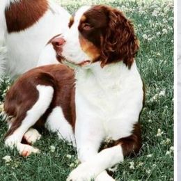 Miya - English Springer Spaniel