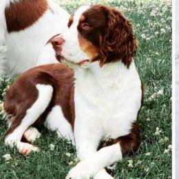 Miya - English Springer Spaniel