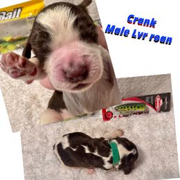 Crank - Liver white and roan male English Springer Spaniel puppy in Madison, Indiana from McCollough's Pawsome Spaniels and Danny's Delightful Dachshunds