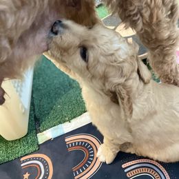 Goldendoodle Puppies from Teddy Grace Doodles
