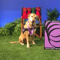 Chesapeake Bay Retrievers from Timbercreek Acres