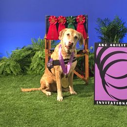 Chesapeake Bay Retrievers from Timbercreek Acres