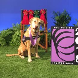 Chesapeake Bay Retrievers from Timbercreek Acres