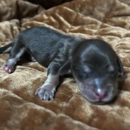 Nana - Chocolate and cream female Dachshund puppy in Sheridan, Arkansas from Farmhouse Dachshunds