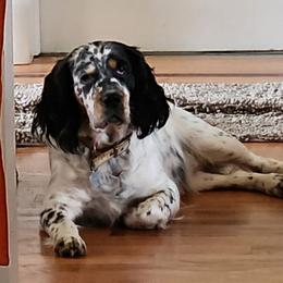 Lucy - English Springer Spaniel