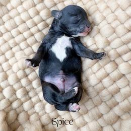 Spice - Black male Poodle puppy in from Pink Poodles and Doodles