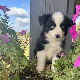 Black Tri Female - Toy Australian Shepherd puppy in Deridder, Louisiana from AussieSmiths