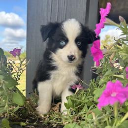 Black Tri Female - Toy Australian Shepherd puppy in Deridder, Louisiana from AussieSmiths